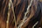 Close-up of a man with healthy, thick hair running fingers through it, surrounded by herbal leaves.