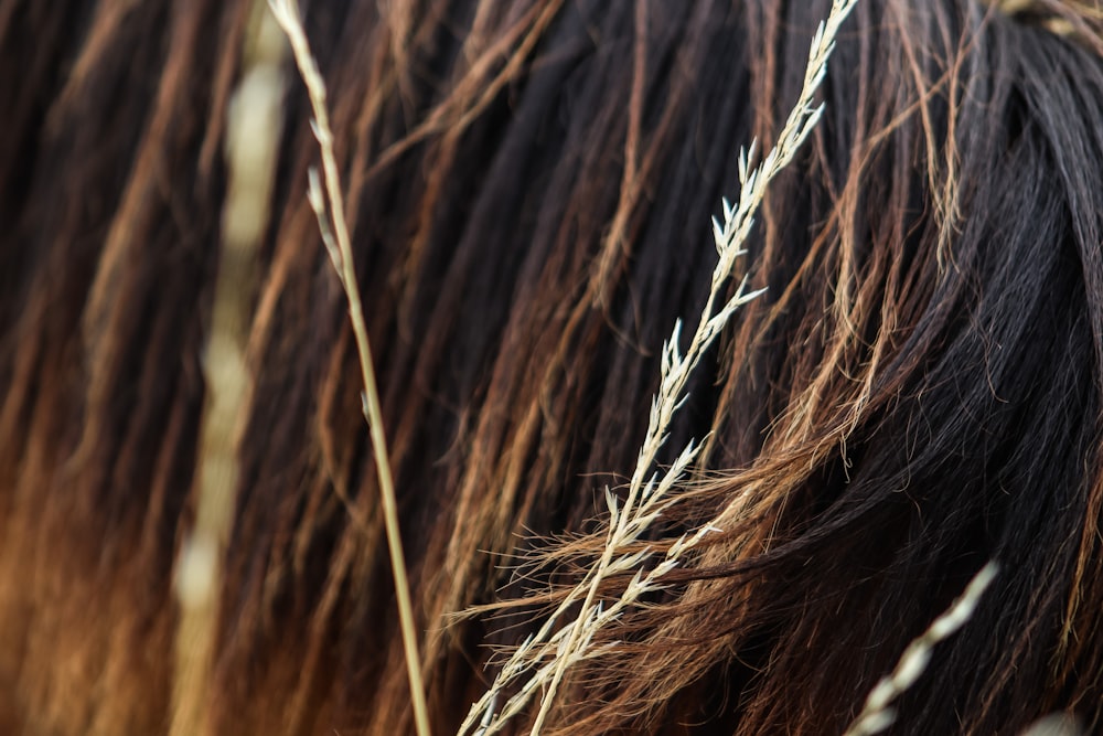 a close up of a horse's mane and hair