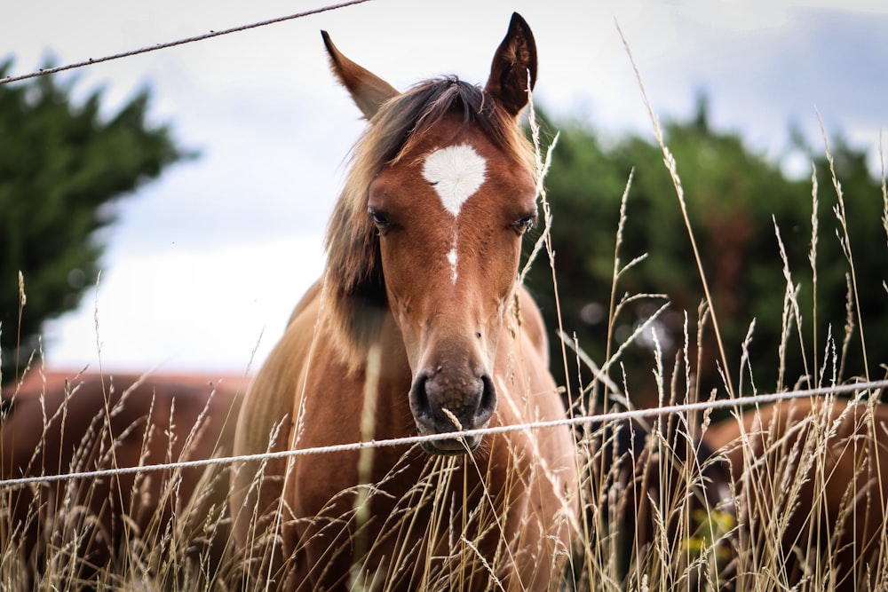 a brown horse standing next to a wire fence