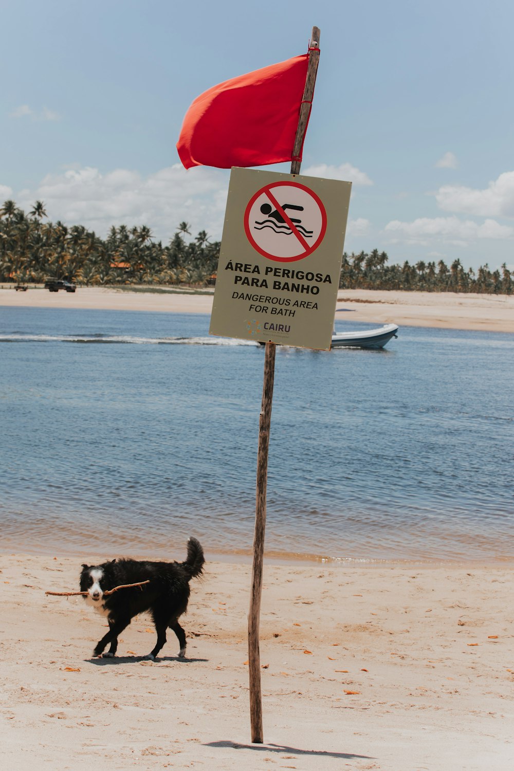 a dog walking on a beach next to a sign