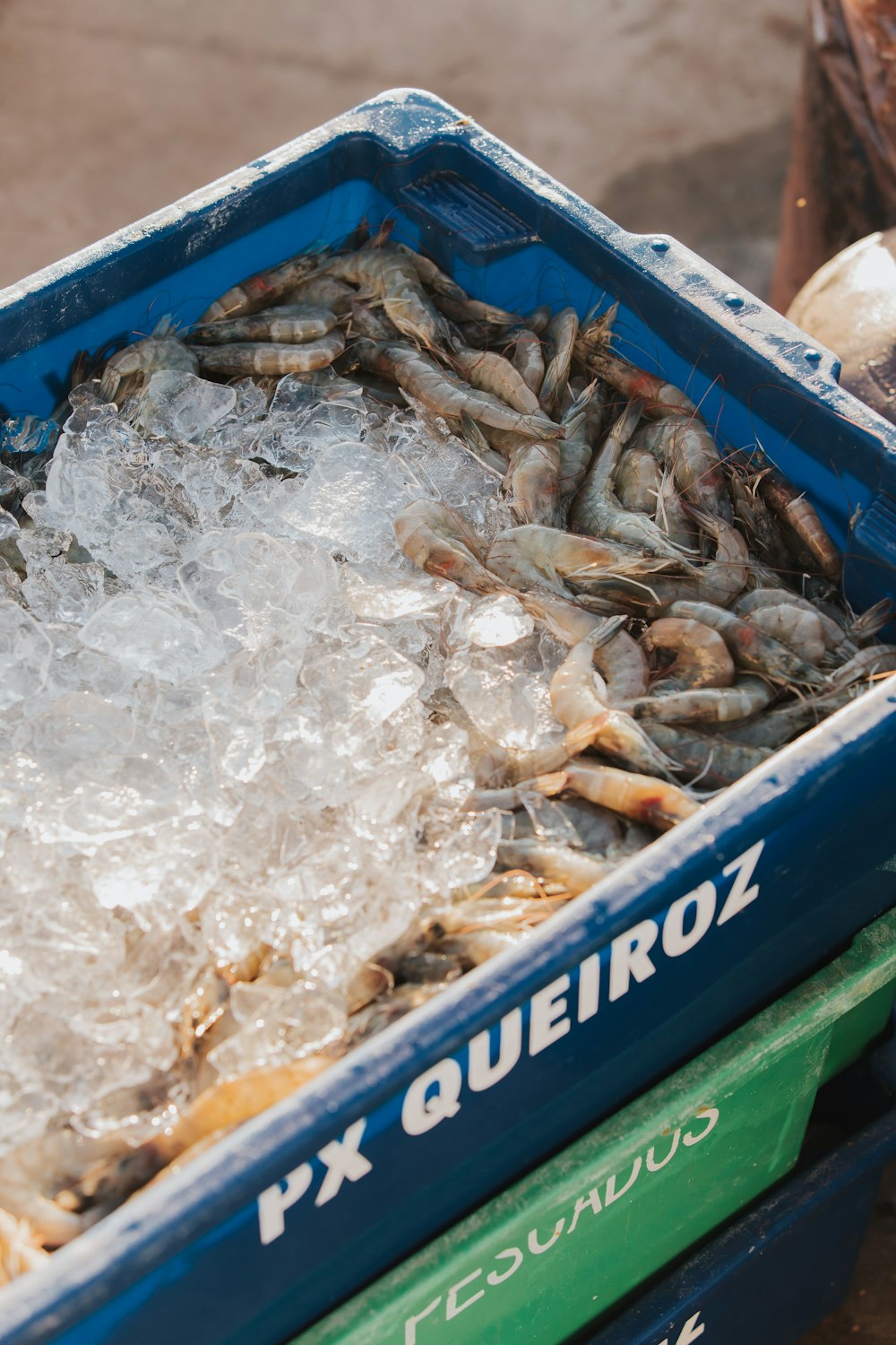 a container filled with lots of small fish
