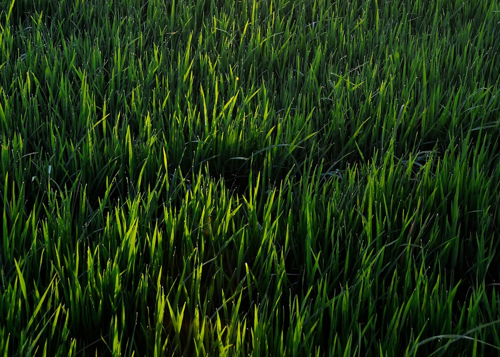 a field of green grass with the sun in the background