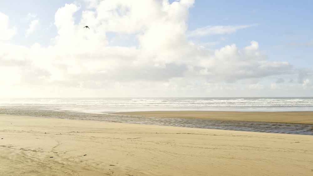 a bird flying over a sandy beach next to the ocean