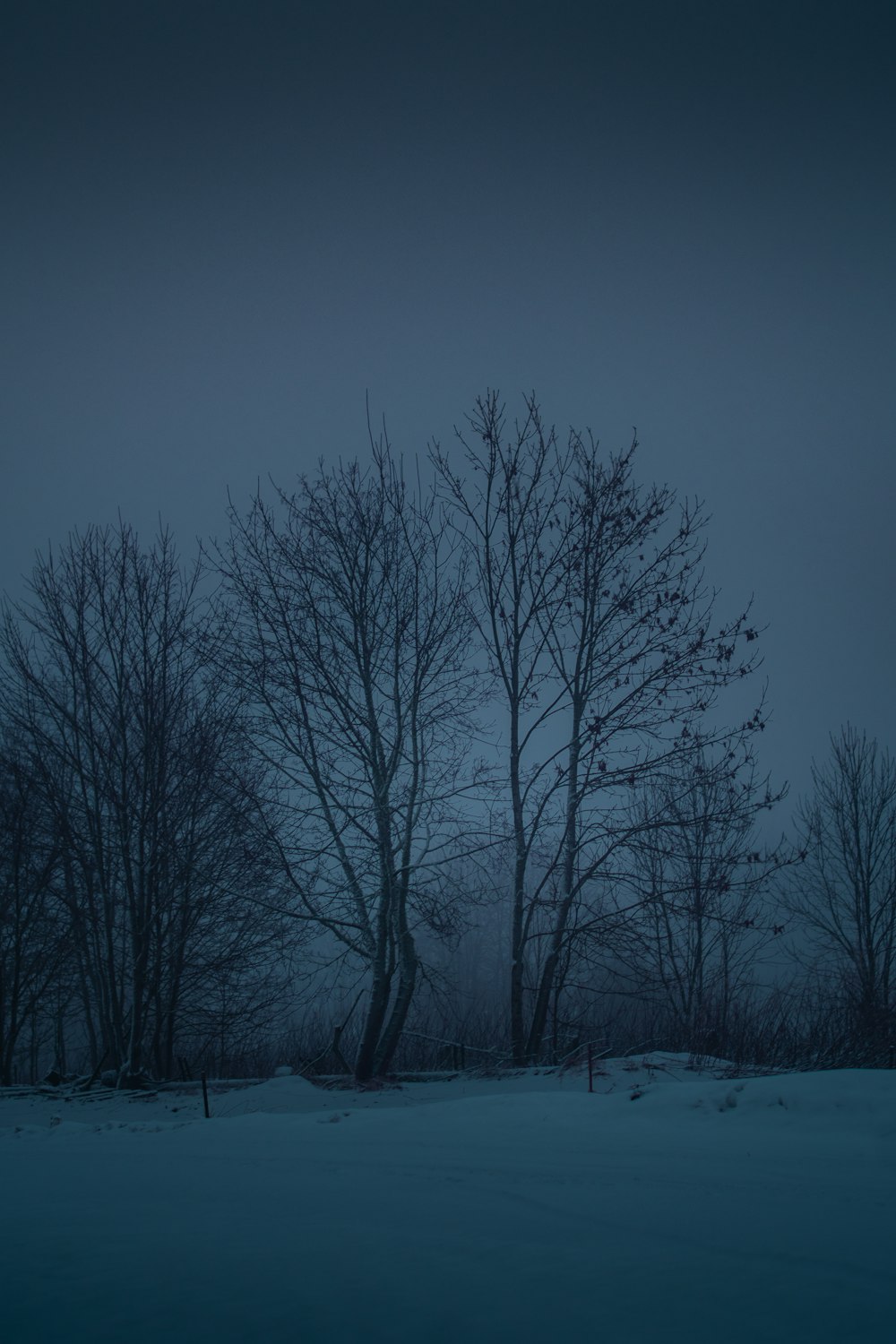 a group of trees in the snow at night