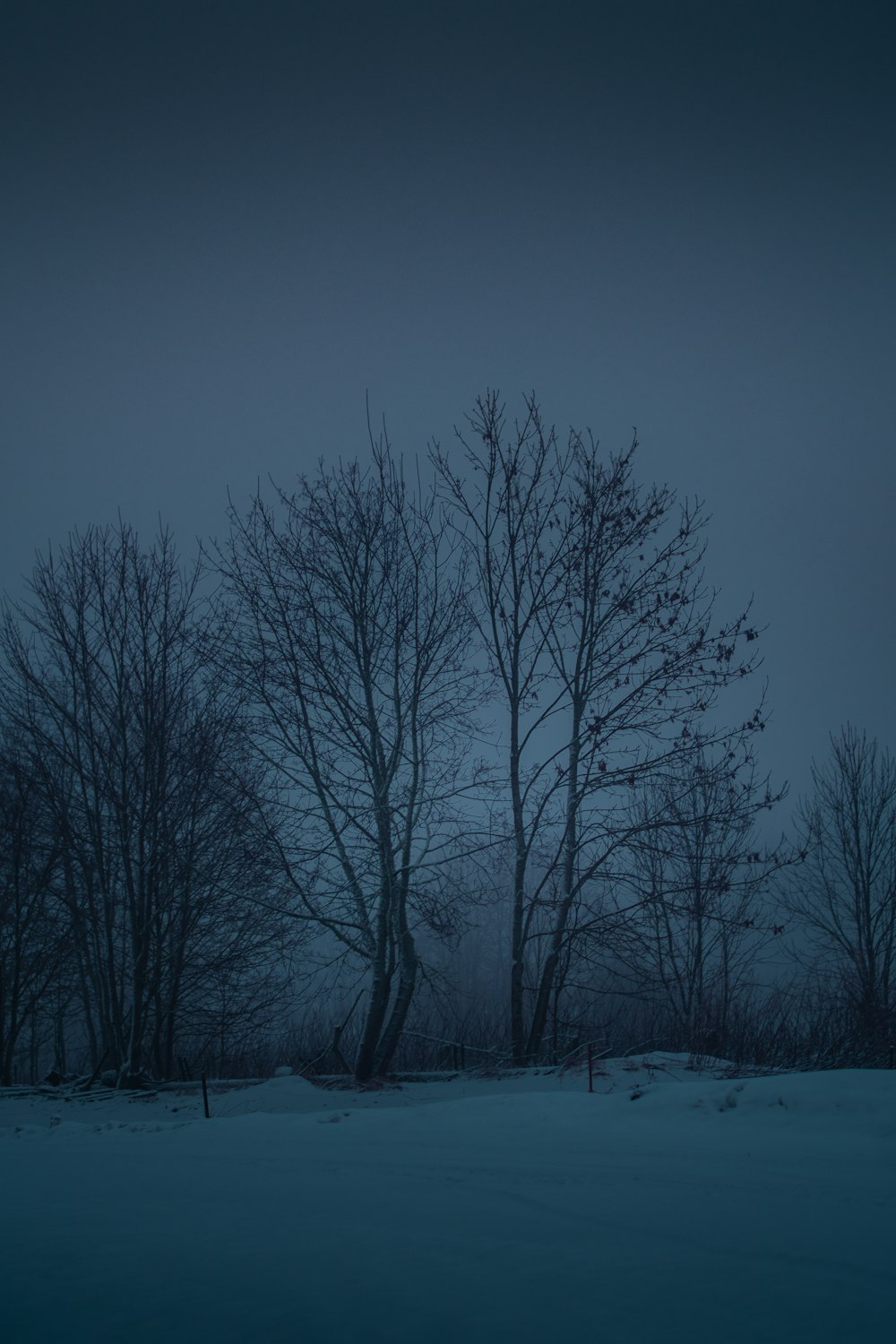 um grupo de árvores na neve à noite