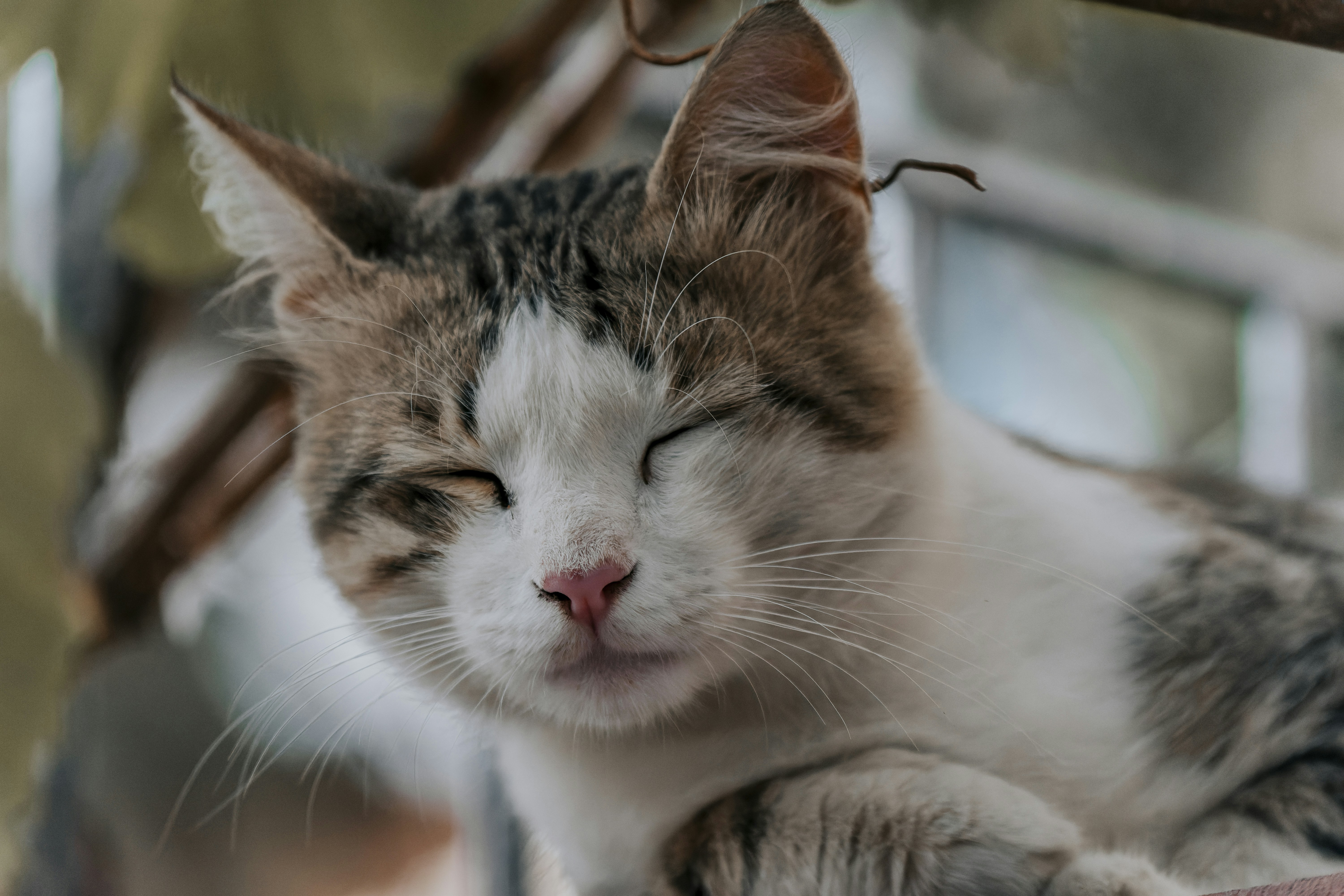a close up of a cat sleeping on a chair