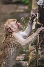 a small monkey standing on its hind legs