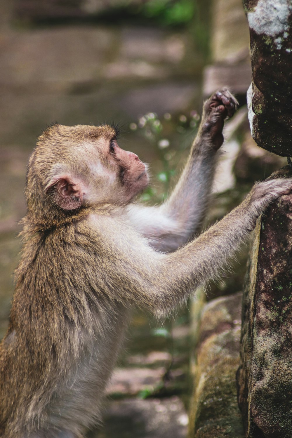 a small monkey standing on its hind legs