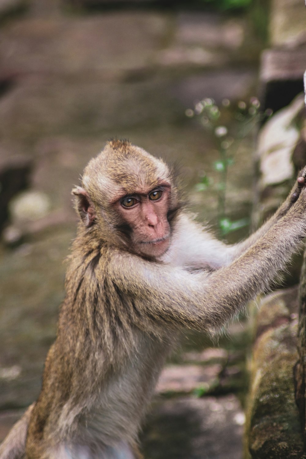 a monkey that is standing on a rock