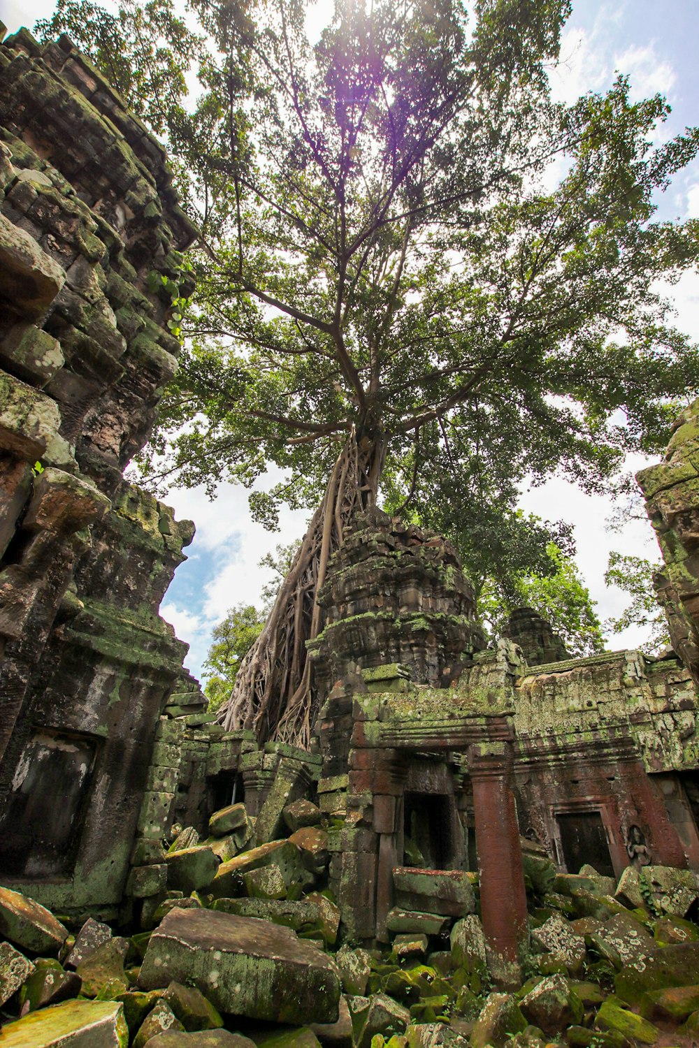 a tree growing out of the ruins of a temple
