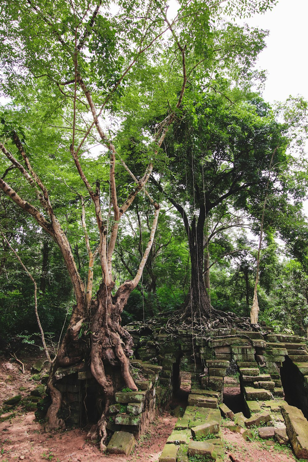 a tree growing out of the ground in a forest