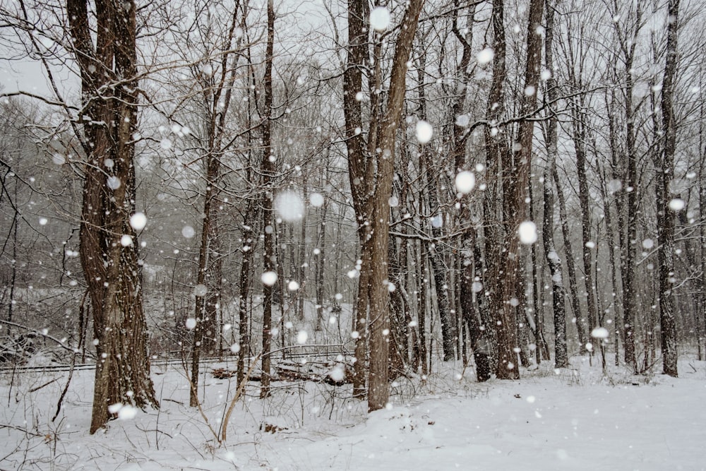 a snow covered forest filled with lots of trees