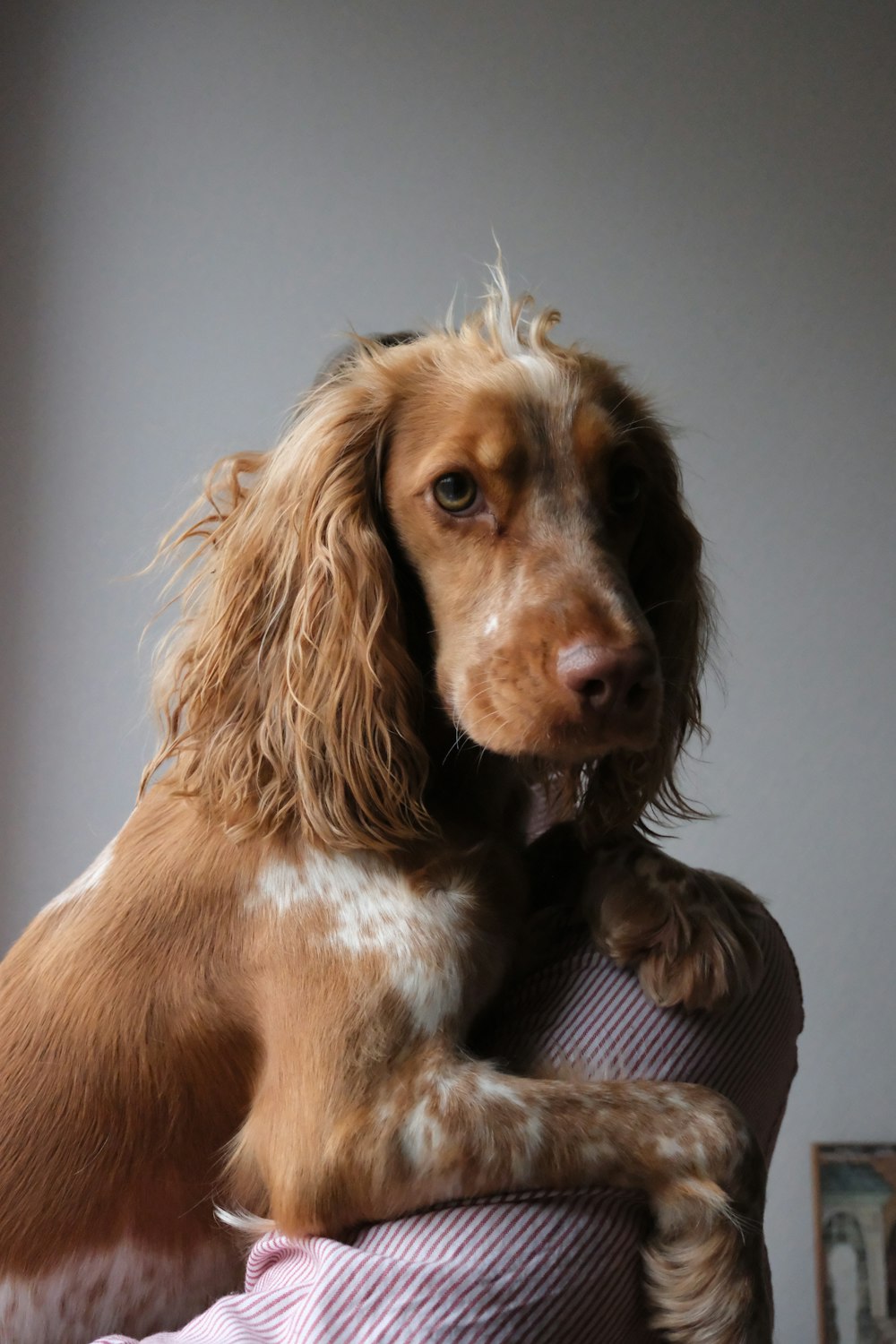 a brown and white dog sitting on top of a couch