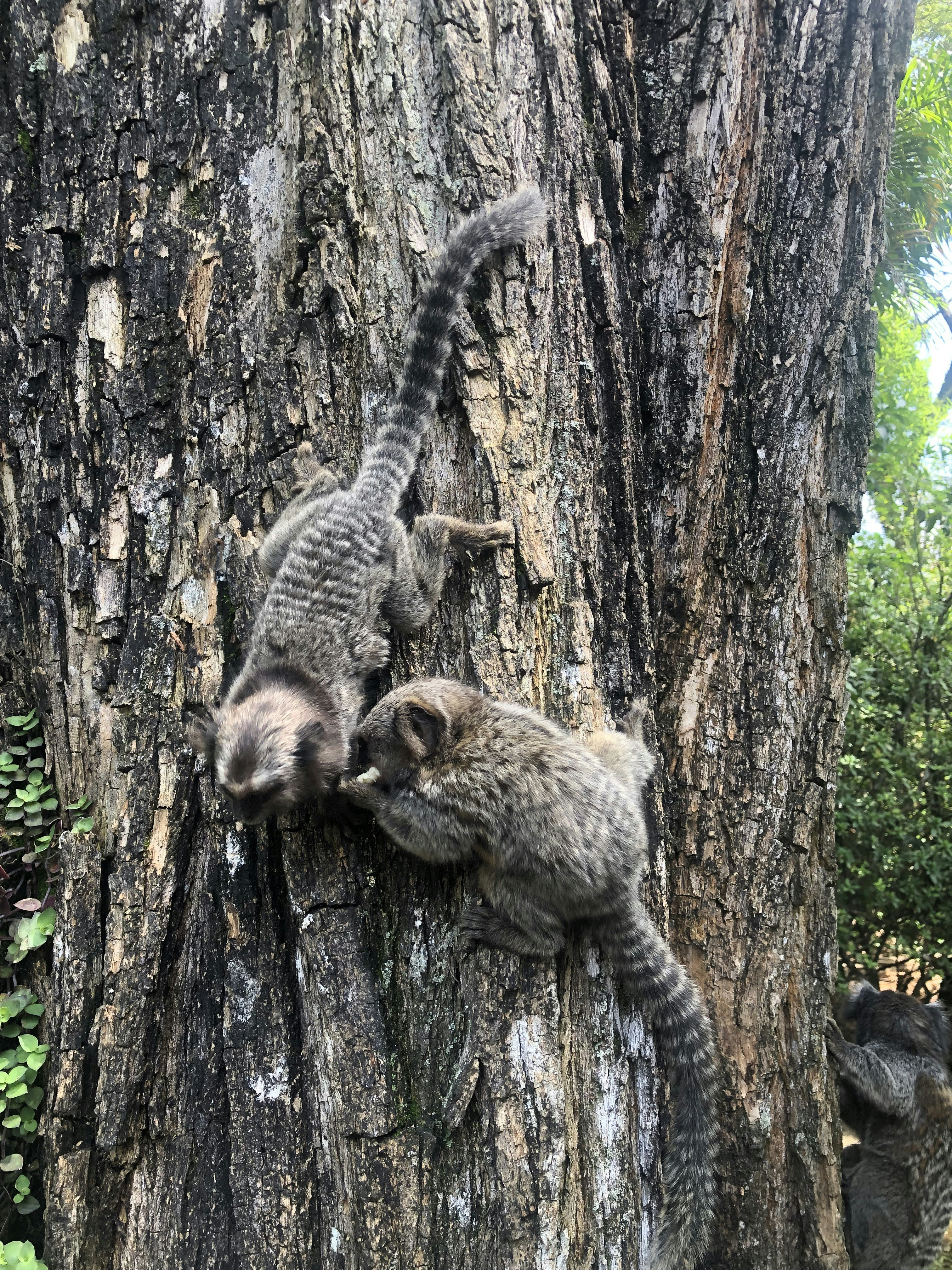 Two small primates with long, furry tails are clinging to the textured bark of a large tree. The primates have gray fur with darker markings and are positioned close to each other, suggesting interaction or companionship. Lush greenery is partially visible in the background, creating a natural setting.