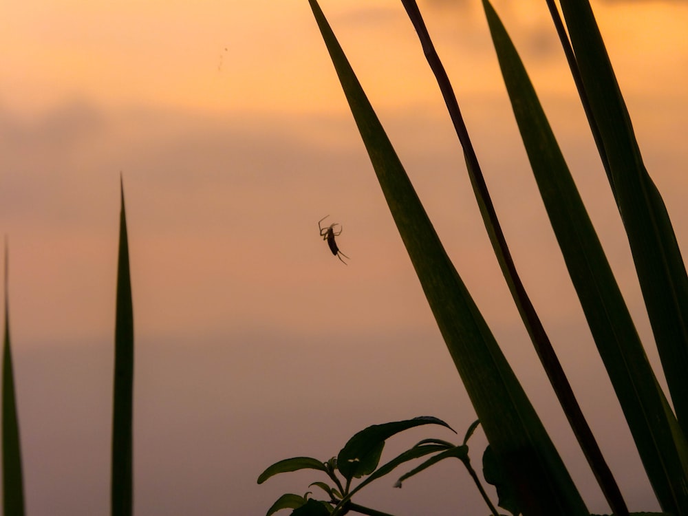 a spider sitting on top of a plant next to tall grass