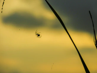 Technician applying spider spray treatment around a residential home's exterior at sunset.