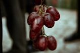 Close-up of ripe, glossy table grapes hanging on the vine.