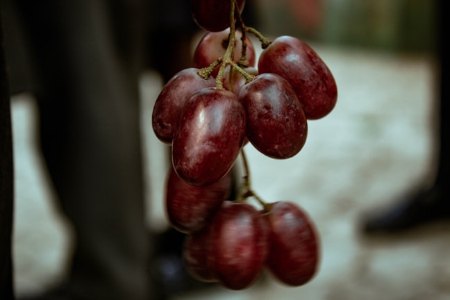 Close-up of ripe, glossy table grapes hanging on the vine.