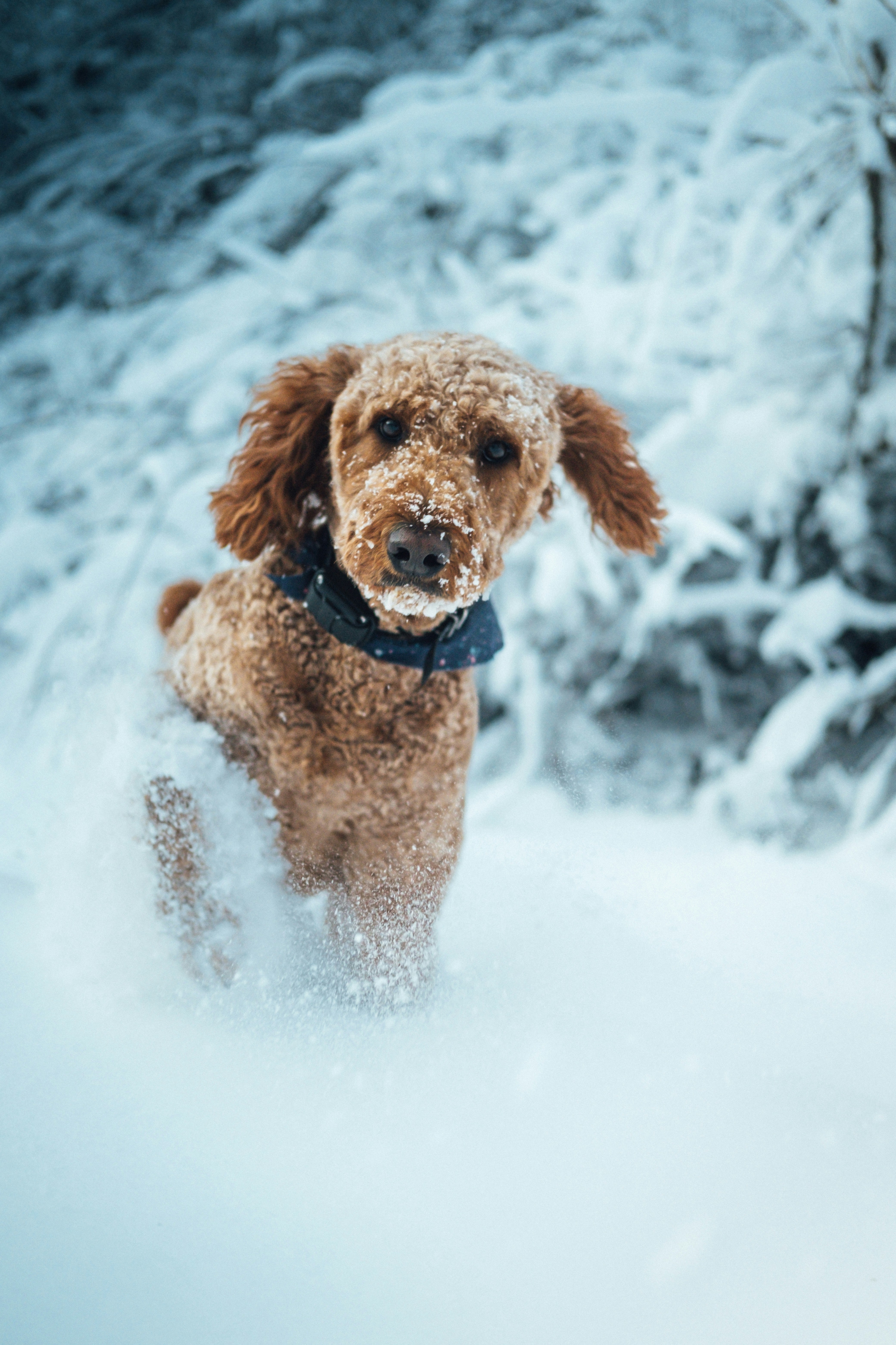 Ein kleiner brauner Hund steht im Schnee