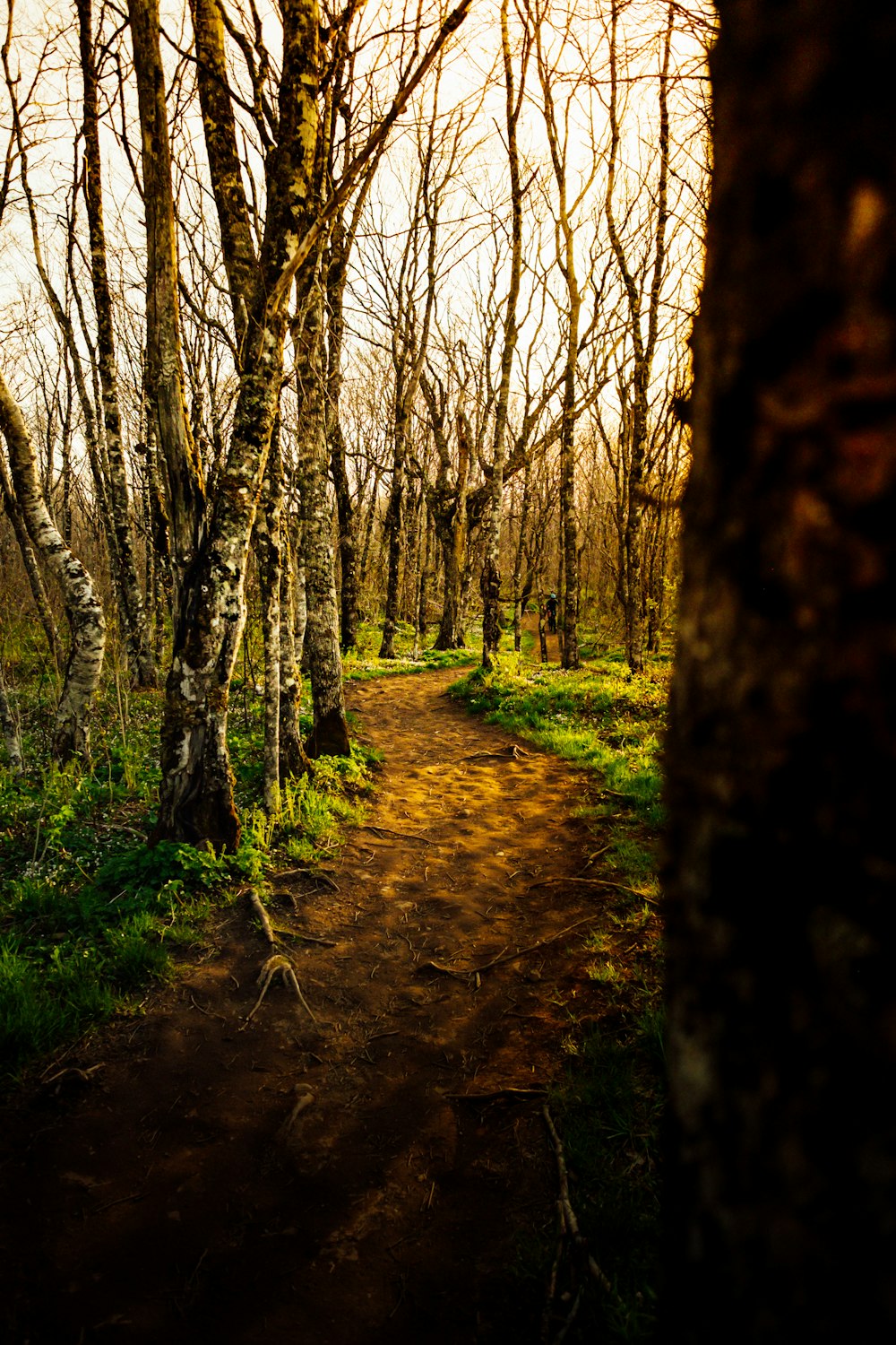 Un sentiero sterrato attraverso un bosco con molti alberi