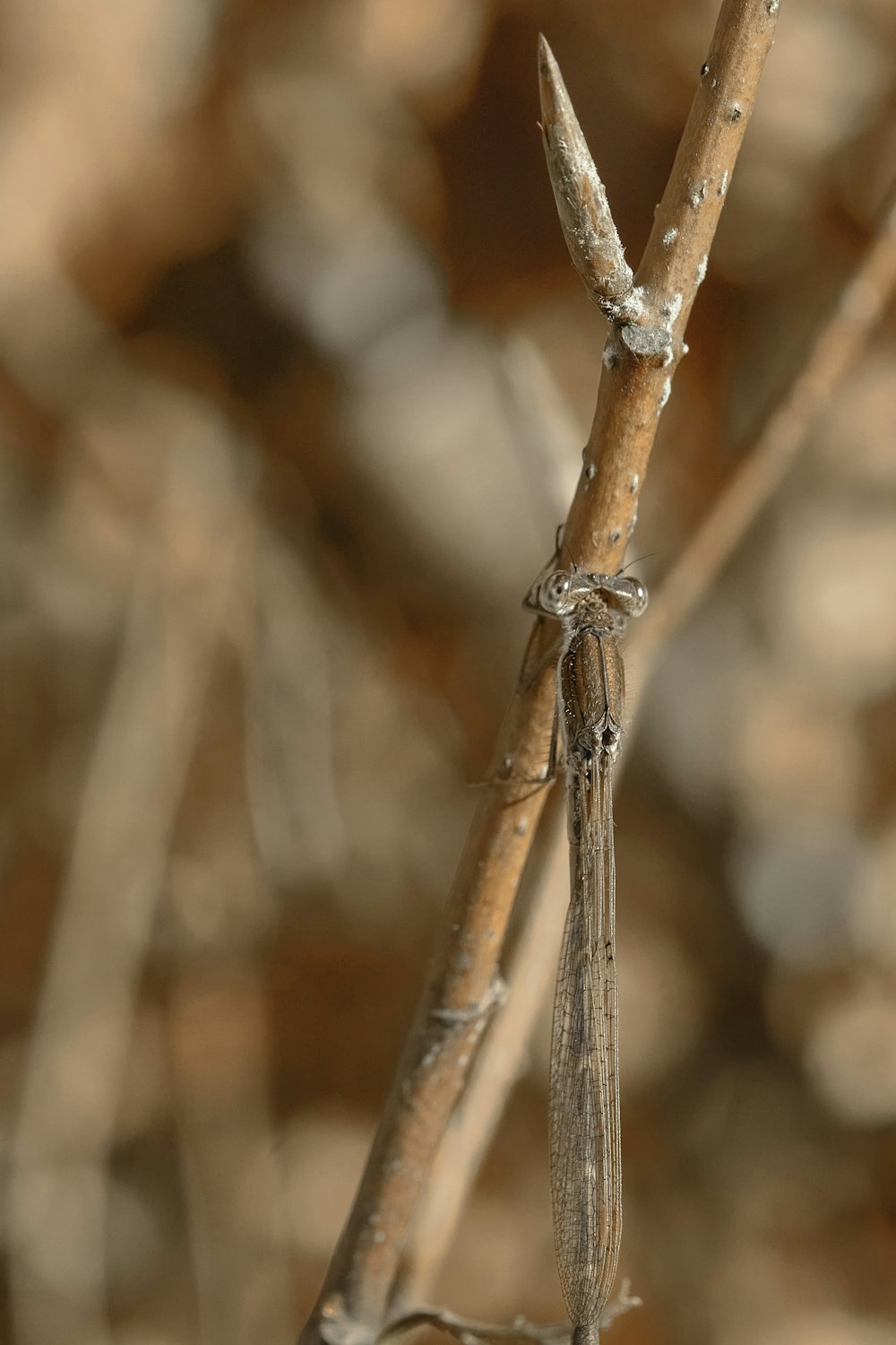 a close up of a branch with a bug on it