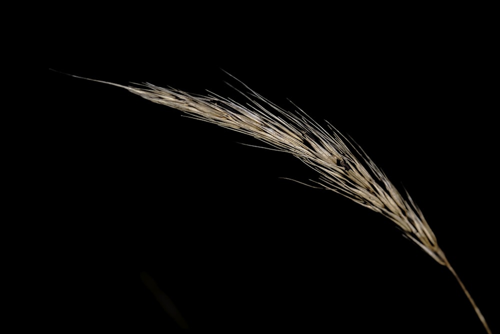 a close up of a plant with a black background