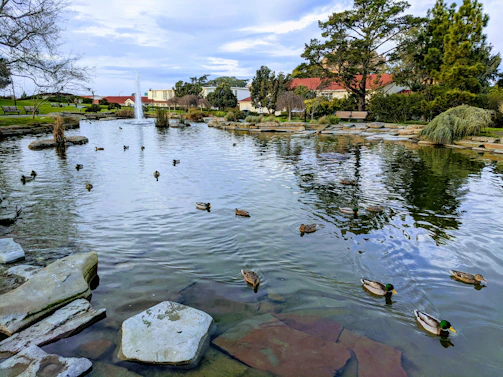 A serene pond where ducks swim freely surrounded by wildflowers and tall grasses.