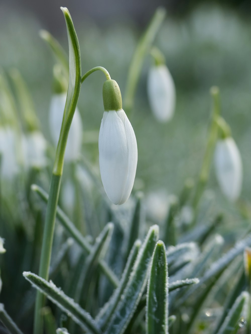 a close up of a snowdrop flower on a plant