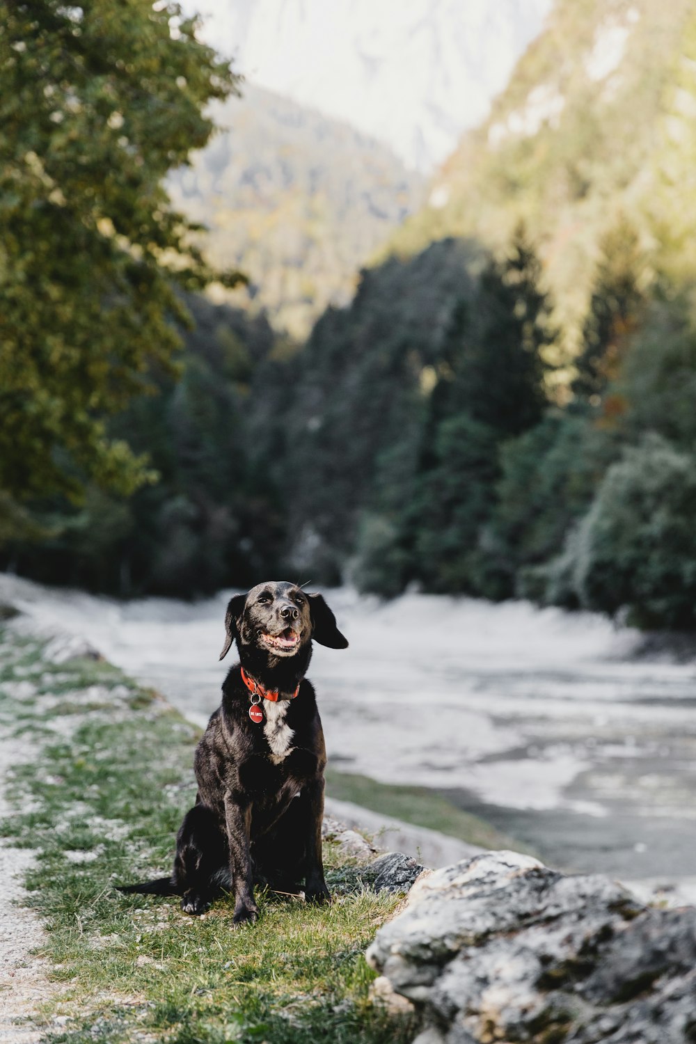a black dog sitting on the side of a river