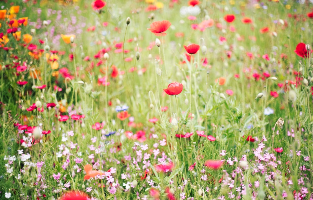a field full of colorful flowers and grass