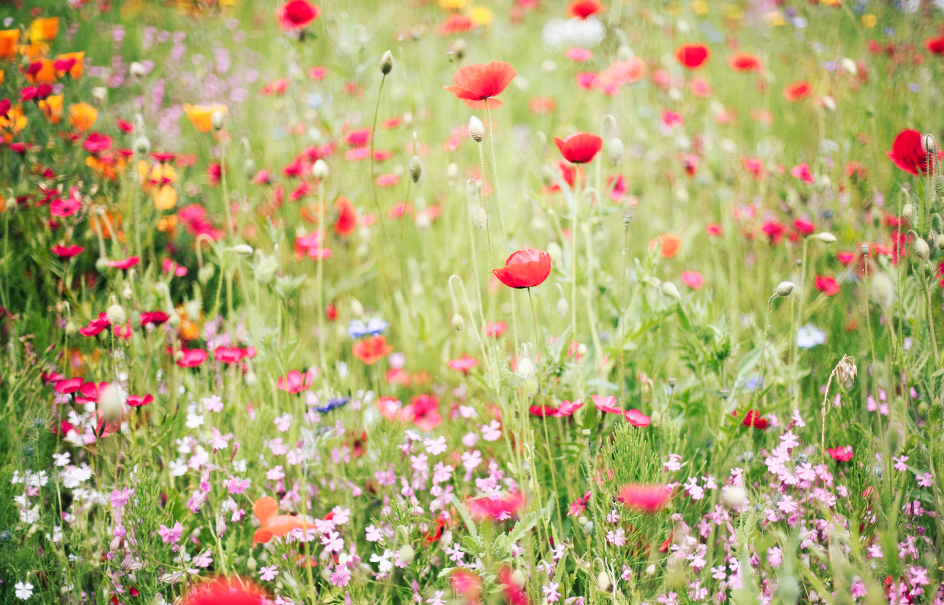 Wildflower meadow