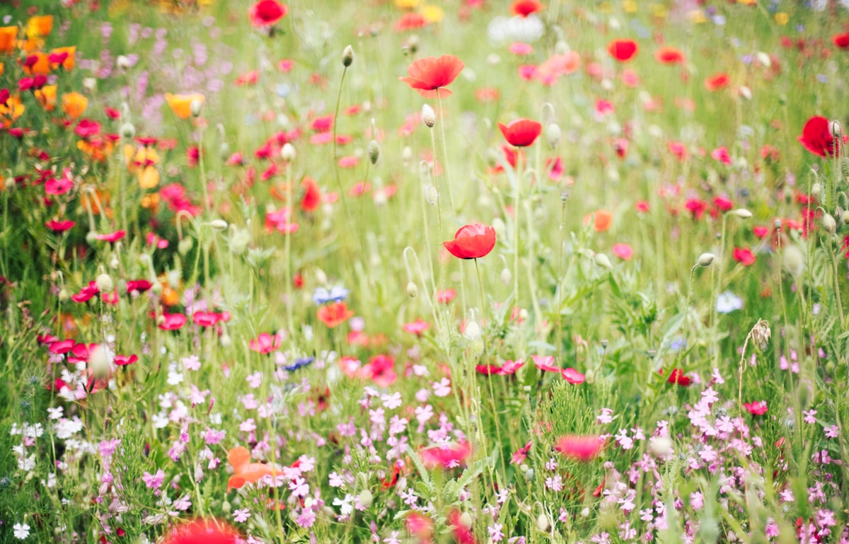 A summer meadow full of colourful wildflowers including poppies