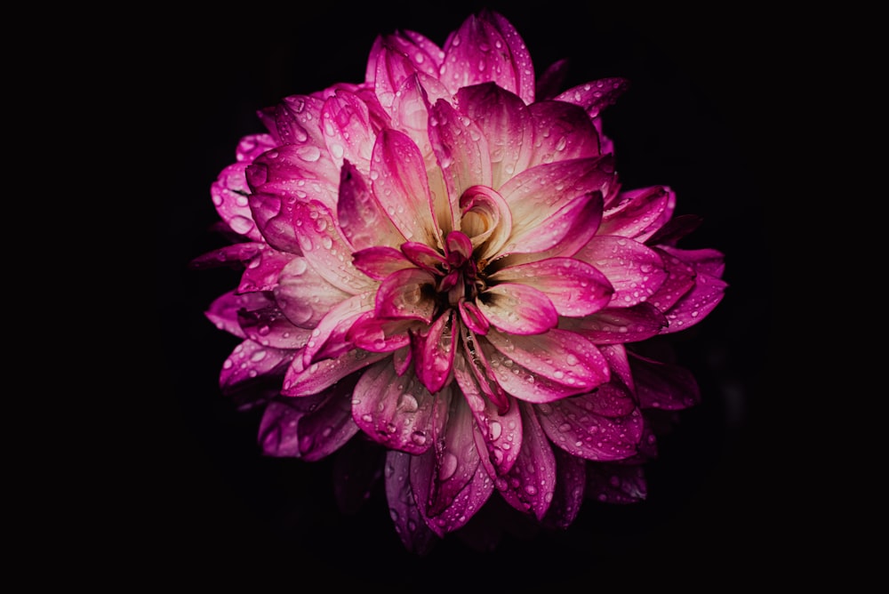 a pink flower with water droplets on it