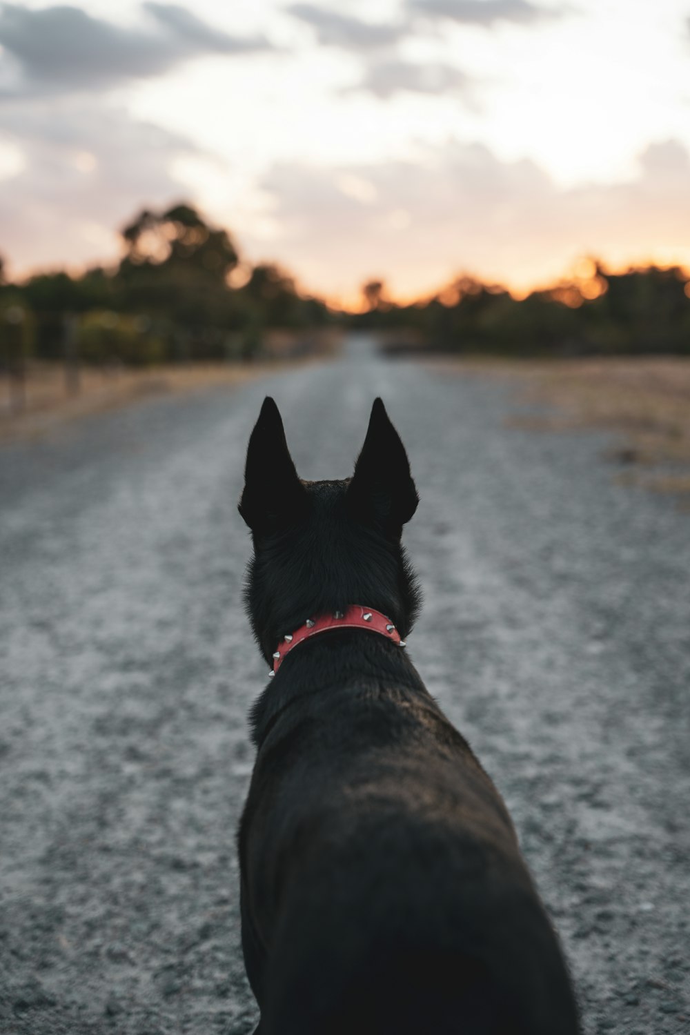 a black dog standing in the middle of a road