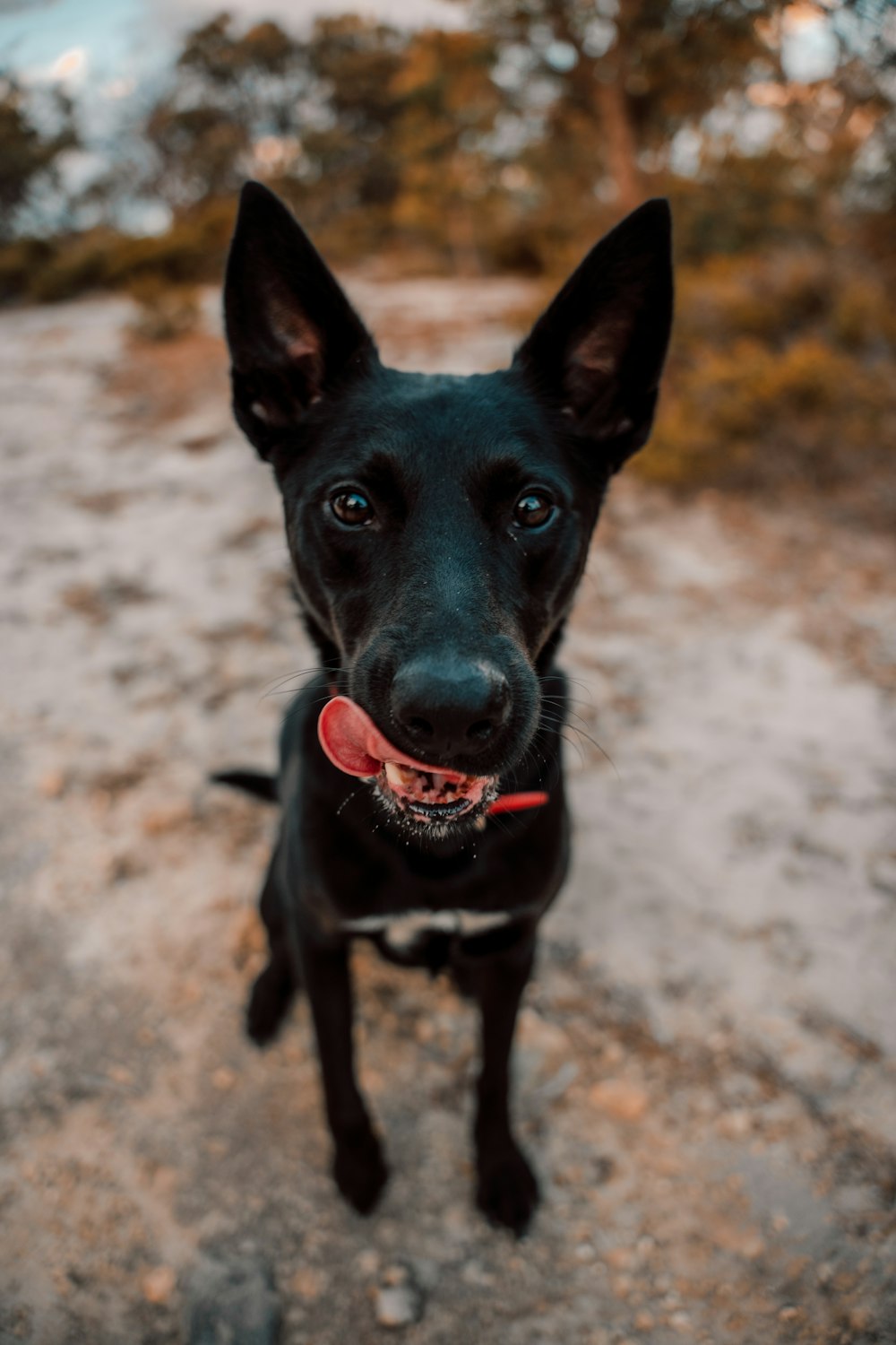 a black dog with a red collar looking up at the camera