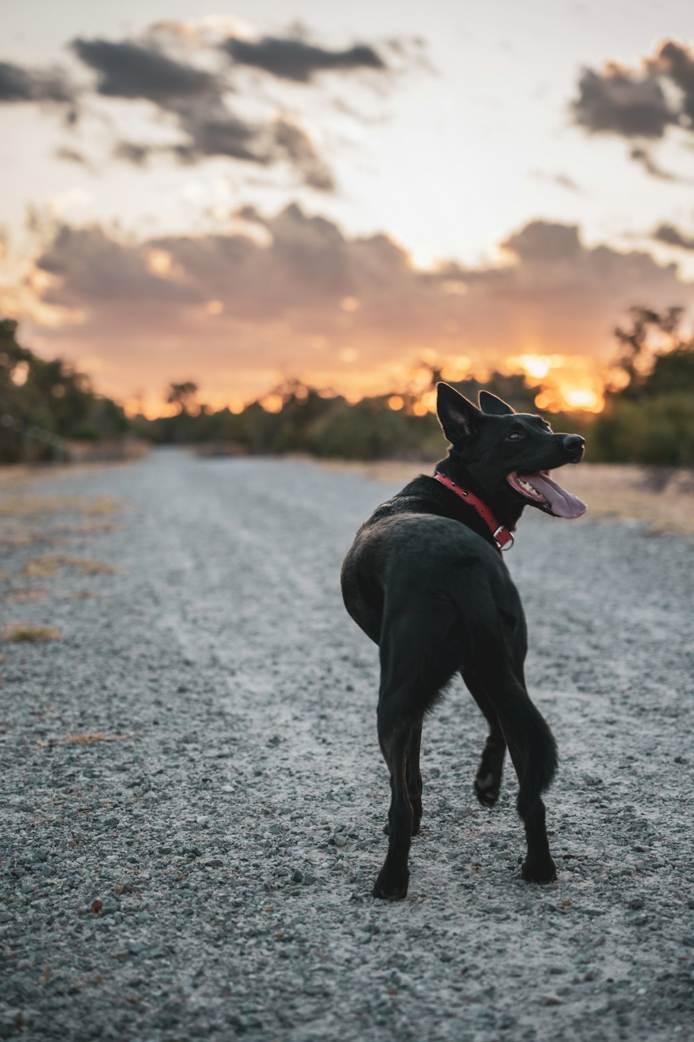 a black dog standing on top of a gravel road