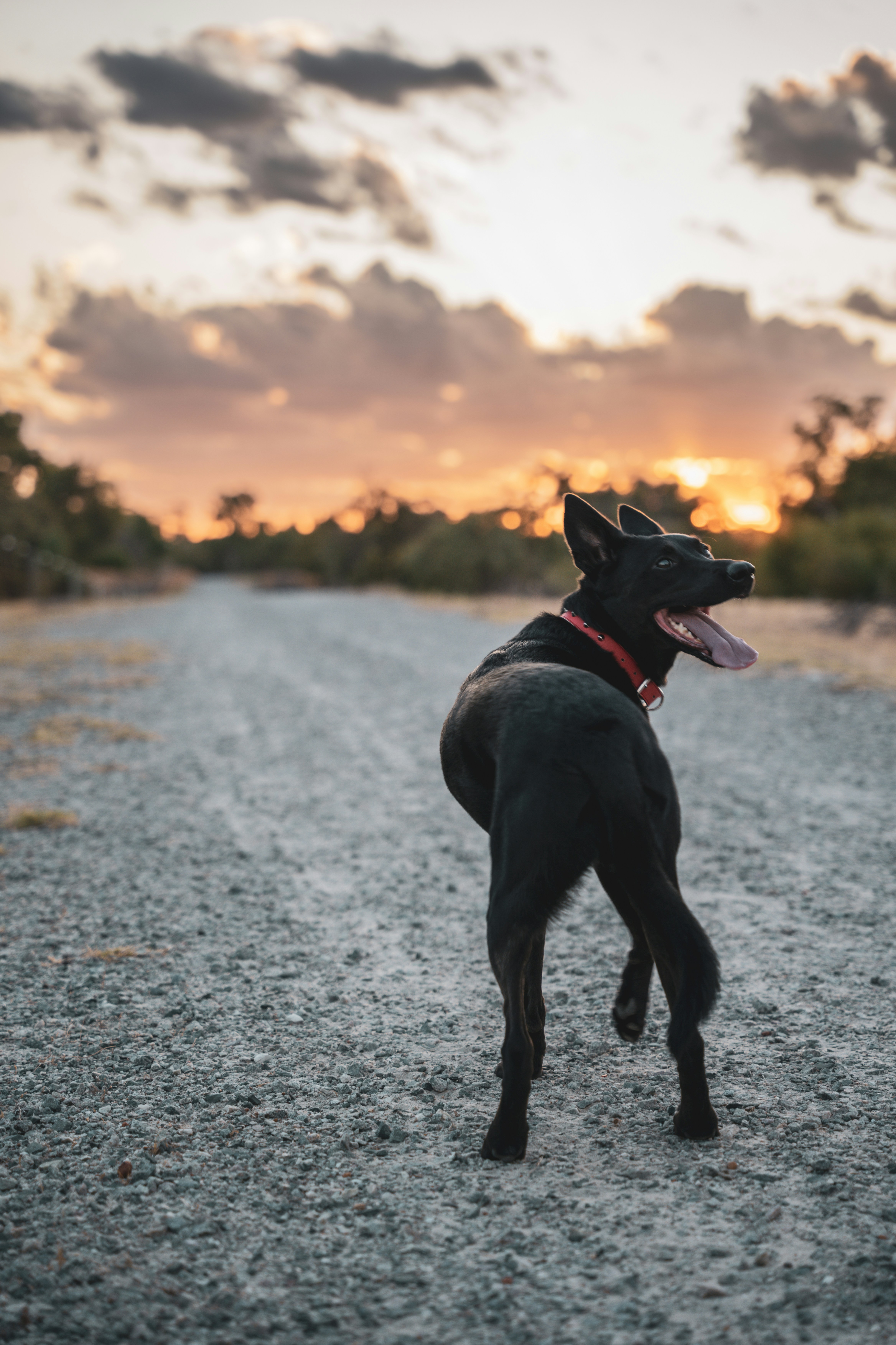 a black dog standing on top of a gravel road