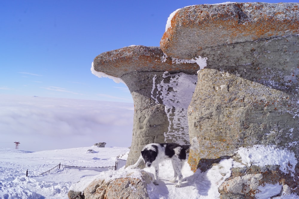 a black and white dog standing on top of a snow covered mountain