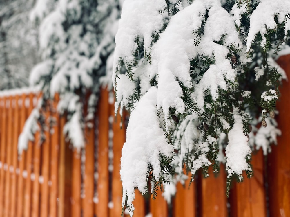 a snow covered pine tree next to a wooden fence
