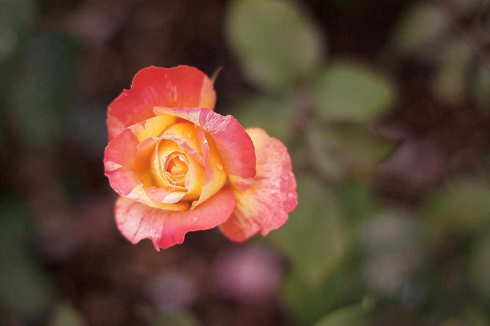 a red and yellow rose with green leaves in the background