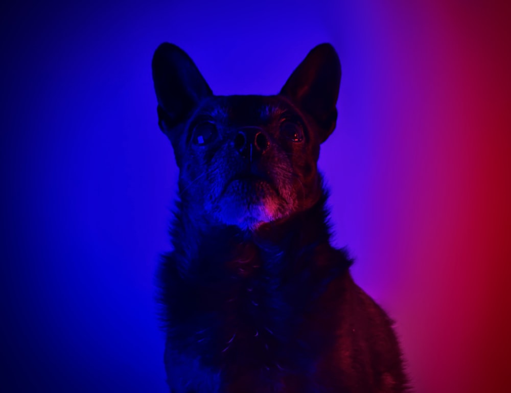 a black dog with a red and blue background