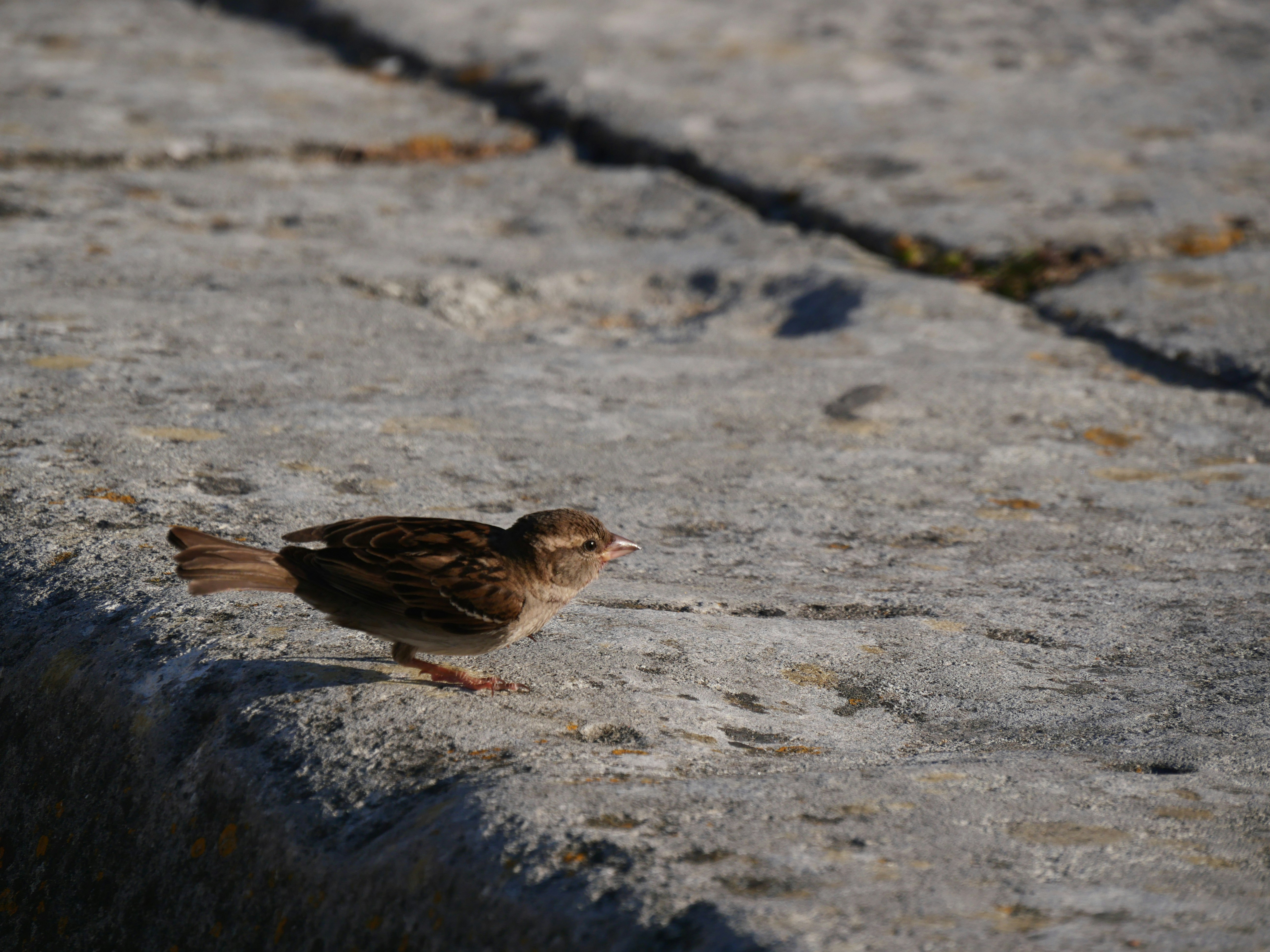 Photo by nimbus_vulpis