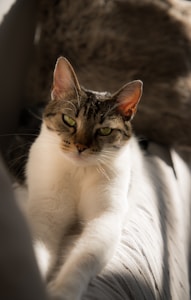 Tabby Cat Calm