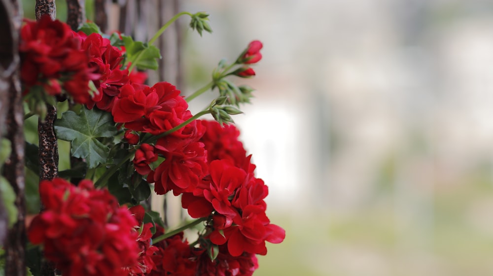 a bunch of red flowers growing on a fence