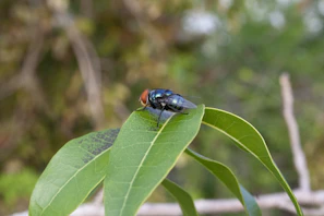 Silver brand fly control insecticide spray bottle with a fly icon and fresh green leaves in the background