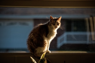 Luda the cat perched gracefully on a minimalist Scandinavian windowsill, sunlight casting soft shadows.