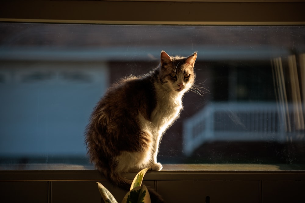 a cat sitting on a window sill next to a plant