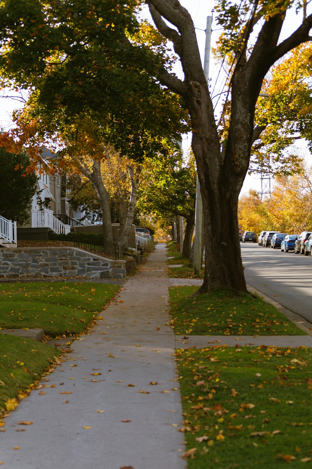 a sidewalk with trees and a house in the background