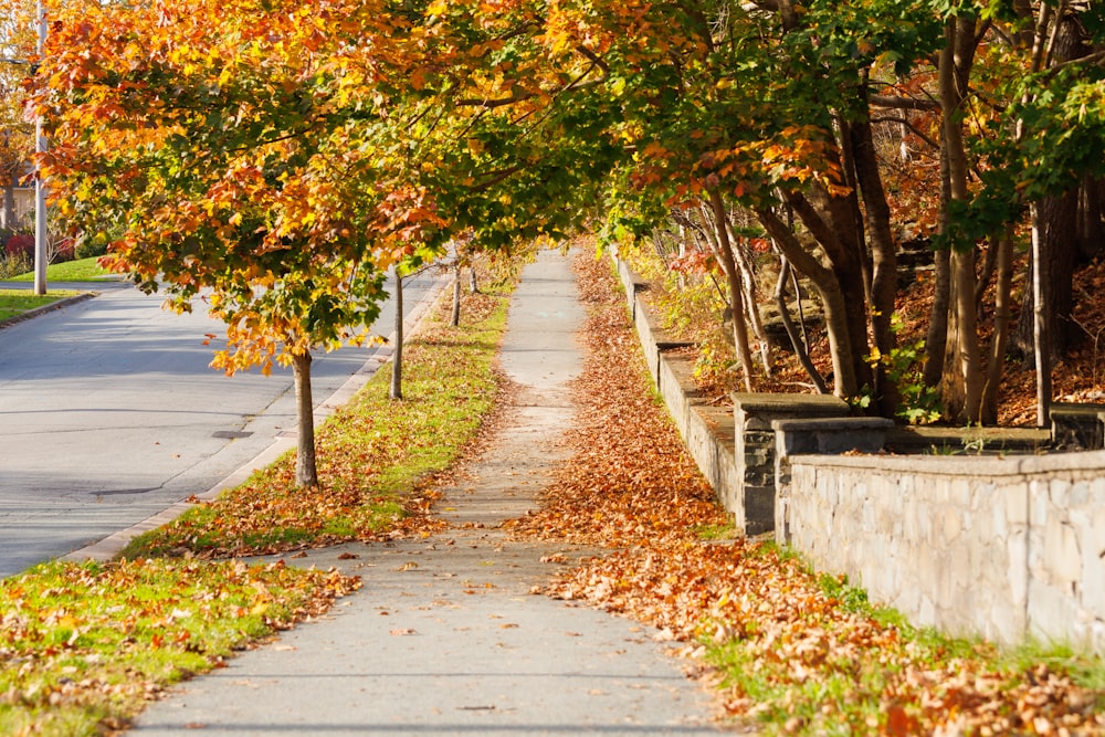 a tree lined street with lots of leaves on the ground