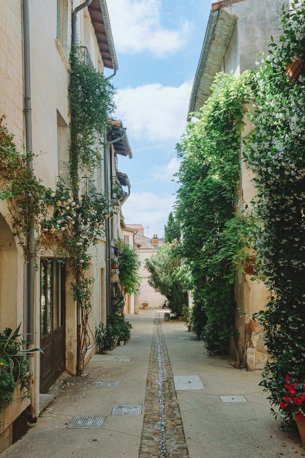 a narrow street with lots of greenery on both sides